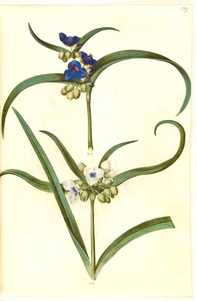 Tradescantia virginiana eller Tradescantia ohiensis (?) (blomsterjøde) autorstwa Hans Simon Holtzbecker