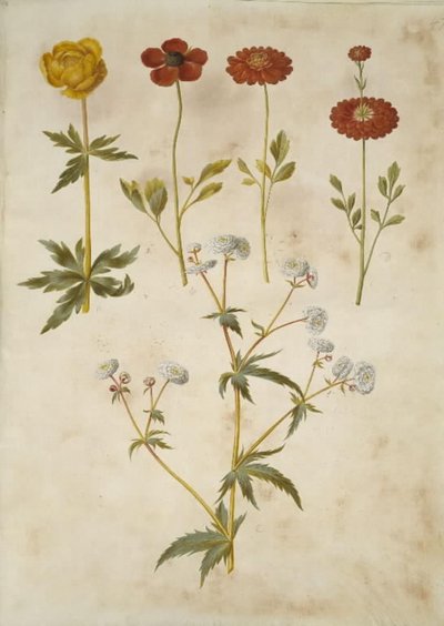 Trollius europaeus (europejska śliwa łąkowa); Ranunculus asiaticus (jaskier ogrodowy); Ranunculus aconitifolius (jaskier srebrny guzik) autorstwa Hans Simon Holtzbecker