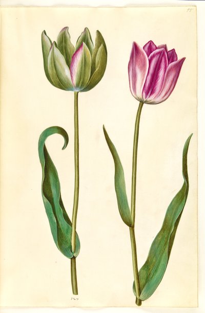 Tulipa gesneriana (tulipan) autorstwa Hans Simon Holtzbecker