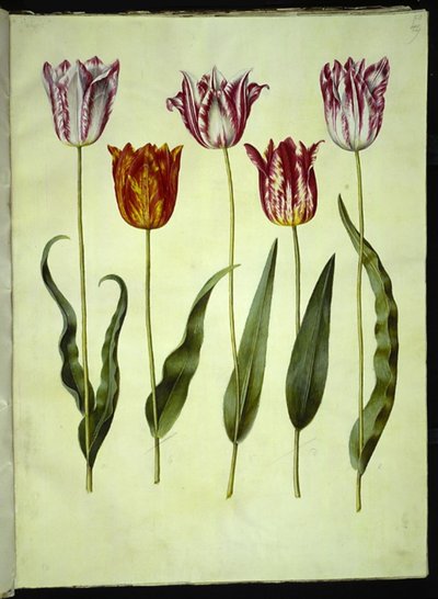 Tulipa gesneriana (tulipan) autorstwa Hans Simon Holtzbecker