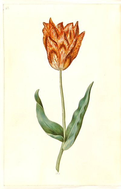 Tulipa gesneriana (tulipan) autorstwa Hans Simon Holtzbecker