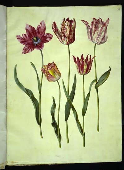 Tulipa gesneriana (tulipan) autorstwa Hans Simon Holtzbecker