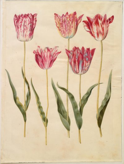 Tulipa gesneriana (tulipan) autorstwa Hans Simon Holtzbecker