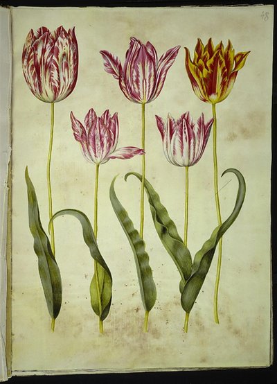 Tulipa gesneriana (tulipan) autorstwa Hans Simon Holtzbecker