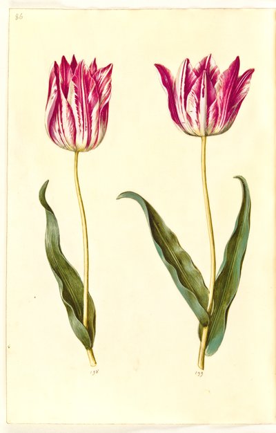 Tulipa gesneriana (tulipan) autorstwa Hans Simon Holtzbecker