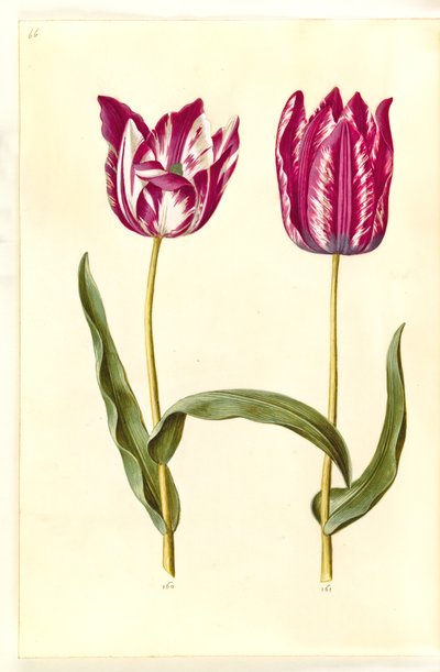 Tulipa gesneriana (tulipan) autorstwa Hans Simon Holtzbecker