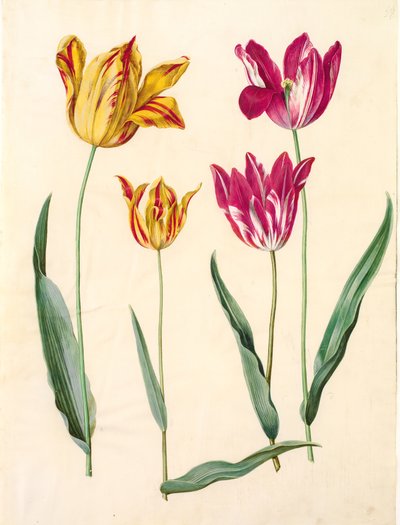 Tulipa gesneriana (tulipan) autorstwa Hans Simon Holtzbecker