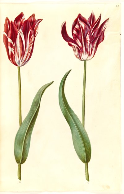 Tulipa gesneriana (tulipan) autorstwa Hans Simon Holtzbecker