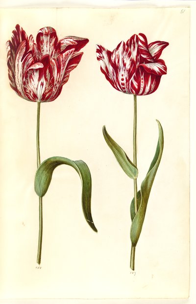 Tulipa gesneriana (tulipan) autorstwa Hans Simon Holtzbecker