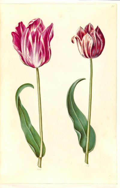 Tulipa gesneriana (tulipan) autorstwa Hans Simon Holtzbecker
