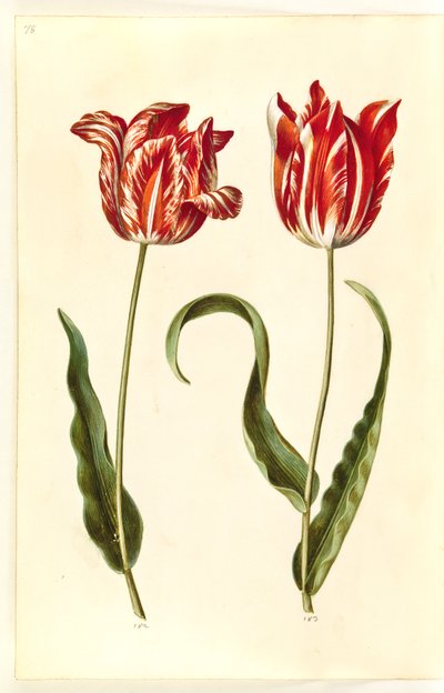 Tulipa gesneriana (tulipan) autorstwa Hans Simon Holtzbecker
