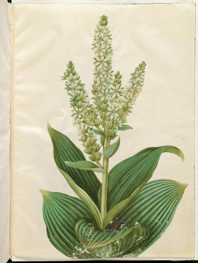Album Veratrum (biały składany liść) autorstwa Hans Simon Holtzbecker