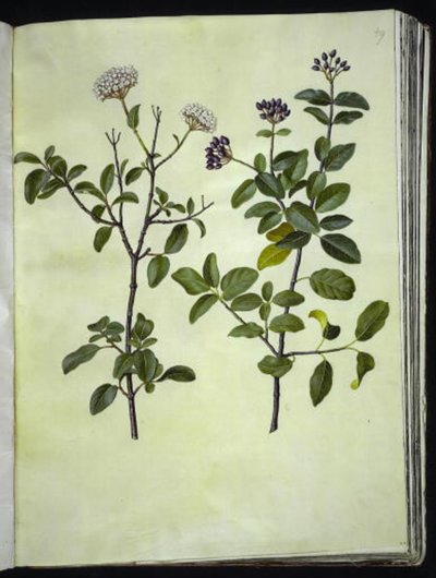 Kalina tinus (zimowa kula śnieżna) autorstwa Hans Simon Holtzbecker