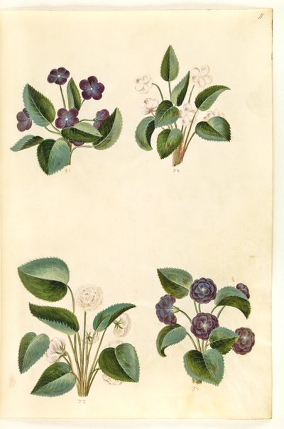 Altówka zapachowa (marts-viola) autorstwa Hans Simon Holtzbecker