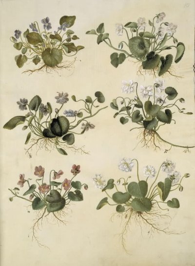 Altówka zapachowa (marts-viola) autorstwa Hans Simon Holtzbecker