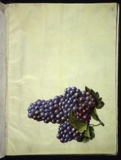 Vitis vinifera (wino zwyczajne) autorstwa Hans Simon Holtzbecker