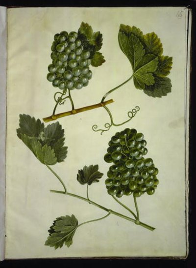 Vitis vinifera (wino zwyczajne) autorstwa Hans Simon Holtzbecker