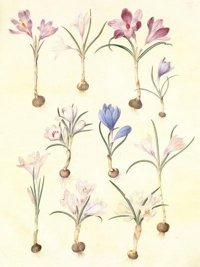 krokus vernus autorstwa Hans Simon Holtzbecker