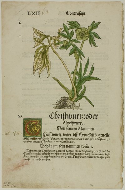 Christwurz (Ciemiernik) z Herbarium (Kräuterbuch), płyta 96 z drzeworytów z ksiąg XVI w. autorstwa Hans Weiditz, II