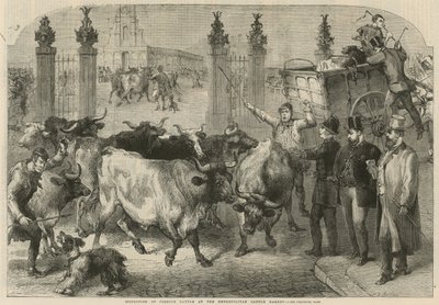 Kontrola bydła zagranicznego na Metropolitan Cattle Market (grawerowanie) autorstwa Harden Sidney (after) Melville