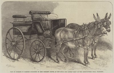 Para osłów w uprzęży wystawiona przez pannę Burdett Coutts na pokazie mułów i osłów w sali rolniczej w Islington autorstwa Harden Sidney Melville
