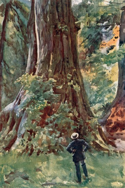 Wielkie Drzewo, Stanley Park, Vancouver autorstwa Harold Copping