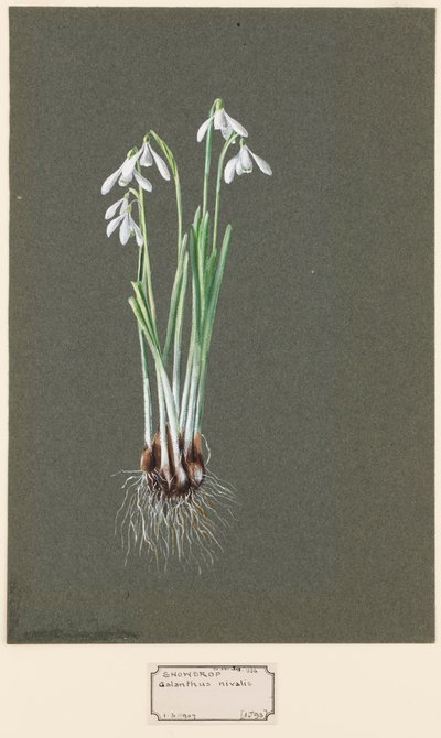 Galanthus nivalis L. Przebiśnieg, c1903-1915. autorstwa Harold Drinkwater