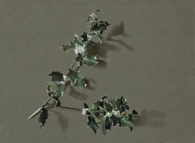 Ilex aquifolium L. Ostrokrzew pospolity, c1870-1920. autorstwa Harold Drinkwater