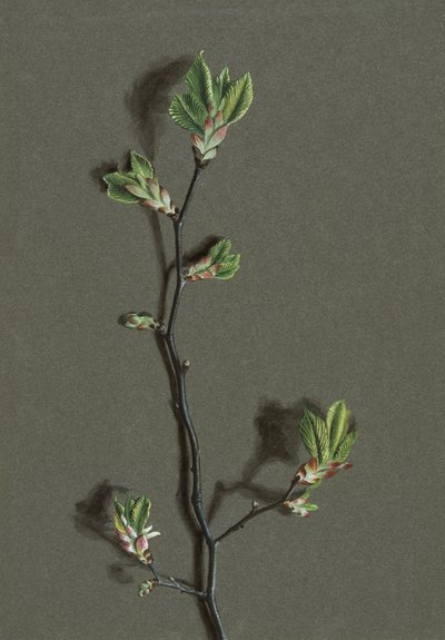 Ulmus glabra Huds Wych Elm, c1870-1920. autorstwa Harold Drinkwater