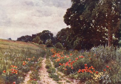 Maki (litografia kolorowa) autorstwa Harold Sutton Palmer