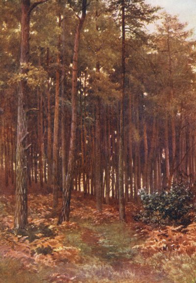 The Depths of a Fir Wood, Ripley (kolorowa litografia) autorstwa Harold Sutton Palmer