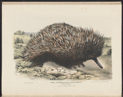 Ssaki Australii (Krefft) Nla.obj-33627803-15 Jeż australijski autorstwa Harriet Morgan