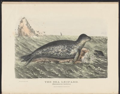 Ssaki Australii (Krefft) Nla.obj-33627803-5 Lampart morski autorstwa Harriet Morgan
