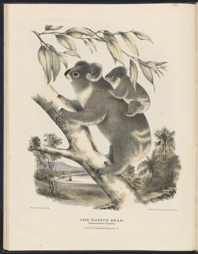 Ssaki Australii (Krefft) Nla.obj-33627803-7 Miejscowy niedźwiedź autorstwa Harriet Morgan
