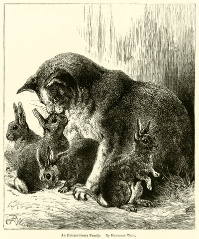 Niezwykła rodzina autorstwa Harrison William Weir
