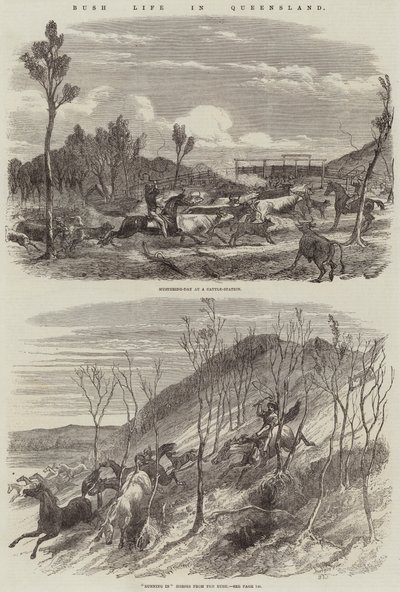 Życie w buszu w Queensland autorstwa Harrison William Weir