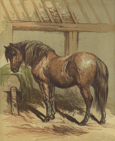 Charlie, koń autorstwa Harrison William Weir