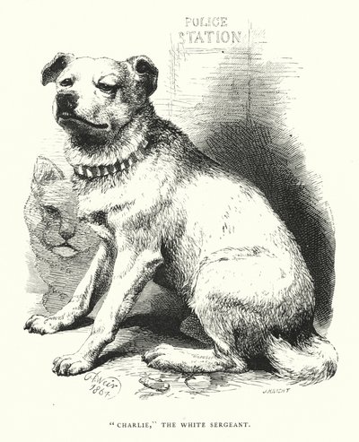 „Charlie”, biały sierżant (rycina) autorstwa Harrison William Weir