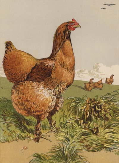 Cynamonowa Kura Koczinowa (chromolitho) autorstwa Harrison William Weir