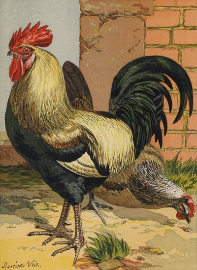 Kolorowe Dorkingi (chromolitho) autorstwa Harrison William Weir