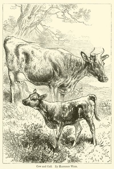 Krowa i Cielę autorstwa Harrison William Weir