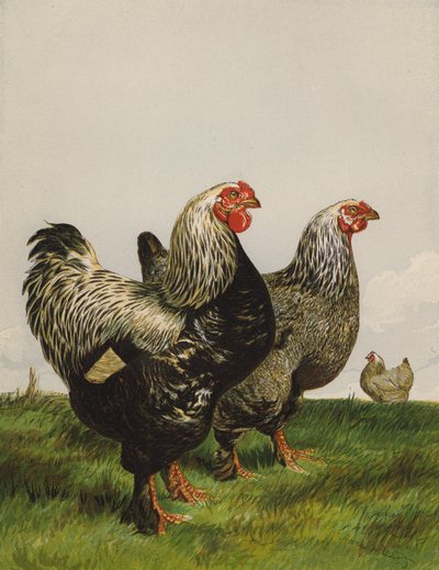 Ciemni brahmy (chromolitho) autorstwa Harrison William Weir