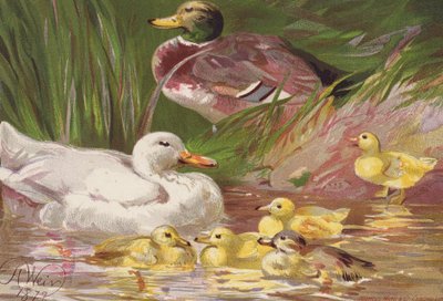 Kaczki i kaczątka (kolorowa litografia) autorstwa Harrison William Weir