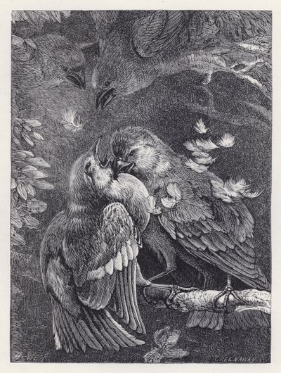Walka między ziębą a wróblem (rycina) autorstwa Harrison William Weir