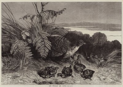 Bażant kura i młody autorstwa Harrison William Weir