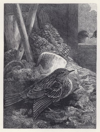 Mały Robin w bezpiecznym domu (grawerunek) autorstwa Harrison William Weir