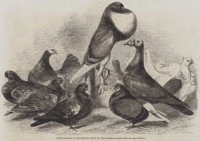Nagroda Gołębi na Ostatnim Pokazie Stowarzyszenia Gołębi Wykwintnych Halifax autorstwa Harrison William Weir
