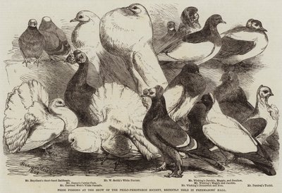 Nagroda Gołębi na Wystawie Towarzystwa Philo-Peristeron, która odbyła się niedawno w Sali Masonerii autorstwa Harrison William Weir