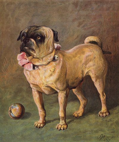 Puggy the Pet (kolorowa litografia) autorstwa Harrison William Weir