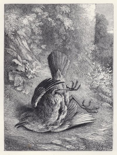 Robin oszołomiony upadkiem (rycina) autorstwa Harrison William Weir